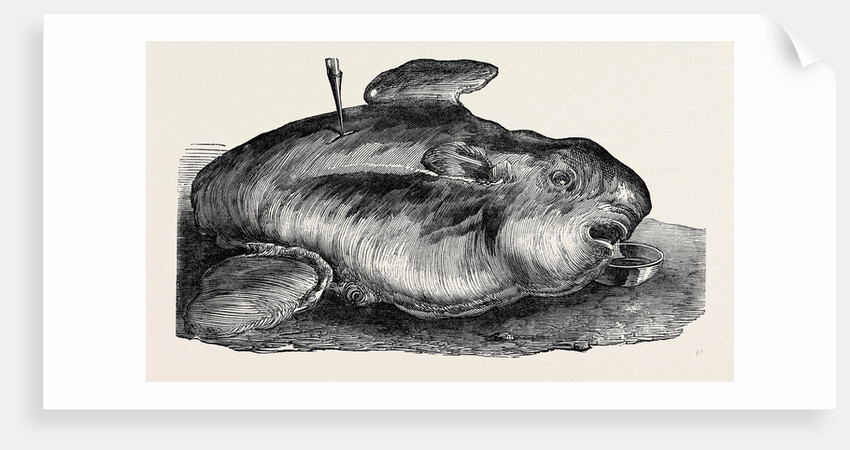 Sunfish, Caught Off Cork Harbour. by Anonymous