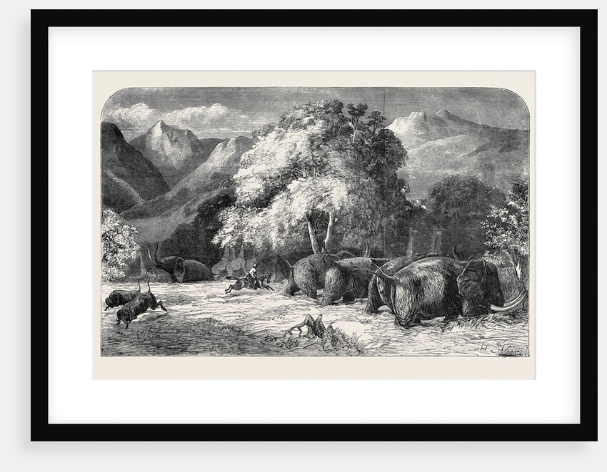 Mr. Gordon Cumming's Lecture, Riding Out the Best Ivory Elephant, Shooting from the Saddle by Anonymous