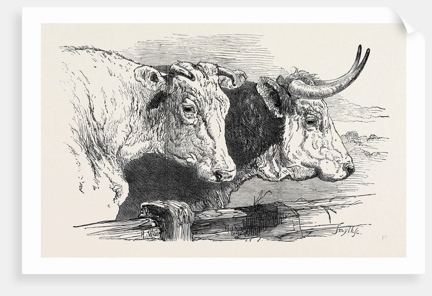 Smithfield Club Prize Cattle Show: Short Horns, Class 12 by Anonymous