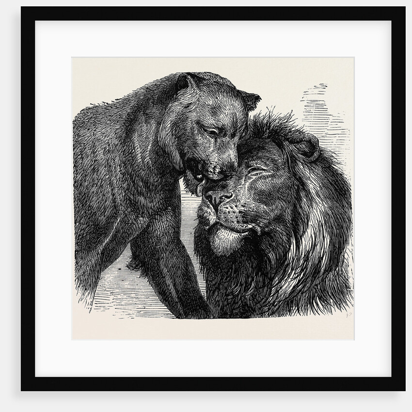 The Kiss of Peace, Zoological Gardens by Anonymous