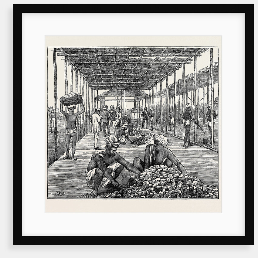 The Ceylon Pearl Fishery, the Government Kottoo by Anonymous