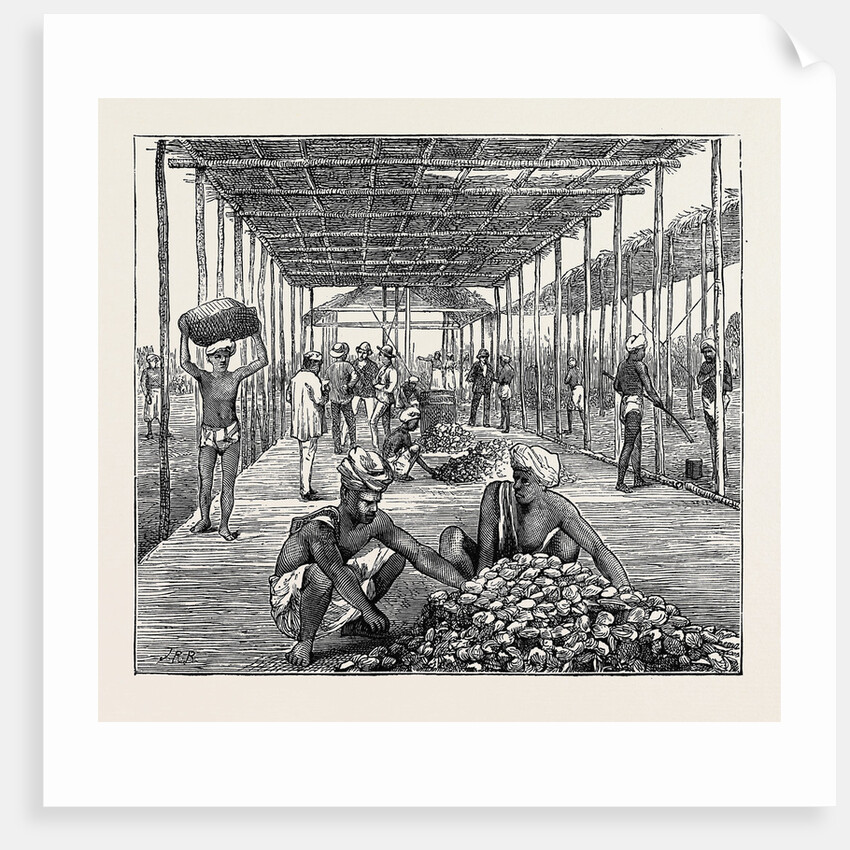 The Ceylon Pearl Fishery, the Government Kottoo by Anonymous