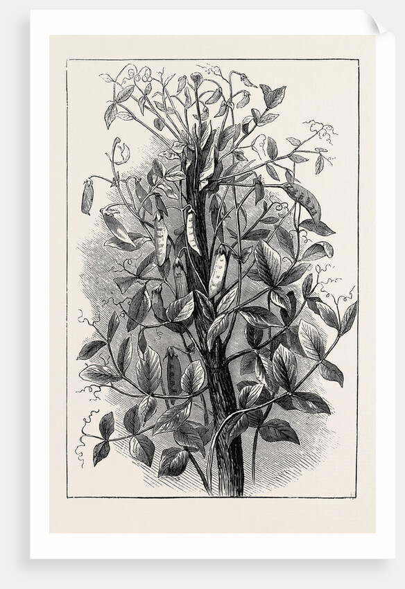 The Andersonian Mummy Pea by Anonymous