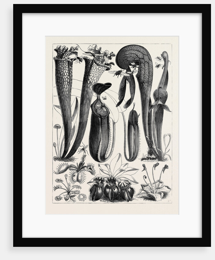 Carnivorous Plants in the Royal Botanic Gardens, Kew, London by Anonymous