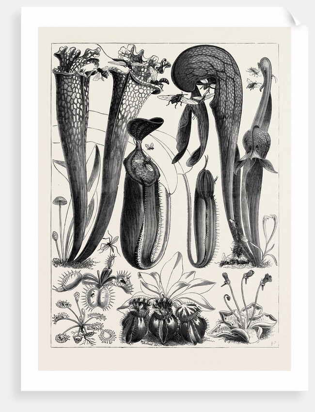 Carnivorous Plants in the Royal Botanic Gardens, Kew, London by Anonymous