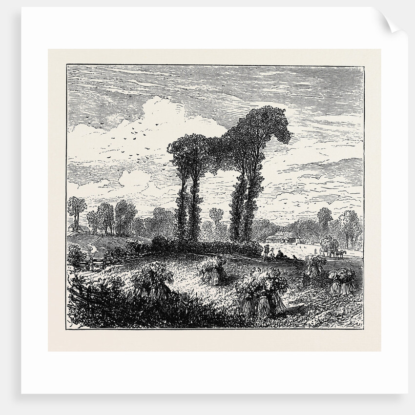 A Vegetable Horse, Curious Natural Phenomenon at Datchet by Anonymous