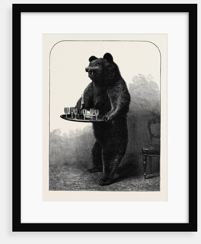 A Dumb Waiter Bear Shot by Lord Suffield in Russia During the Marriage Festivities of the Duke of Edinburgh by Anonymous