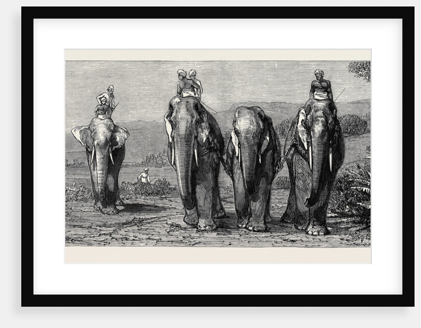 Elephant Hunting in Ceylon: Removal of Captive Elephant by Anonymous