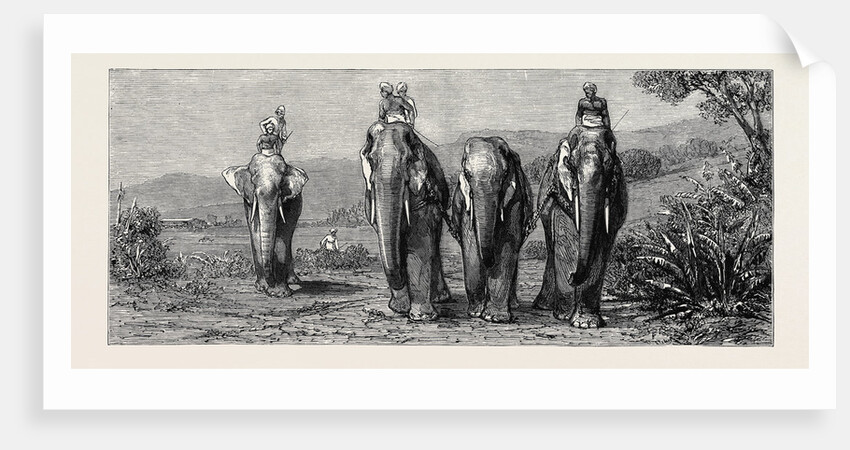 Elephant Hunting in Ceylon: Removal of Captive Elephant by Anonymous