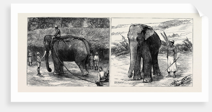 Elephant Hunting in Ceylon: A Tame Elephant Dragging Timber, A Sacred Elephant and His Keeper by Anonymous