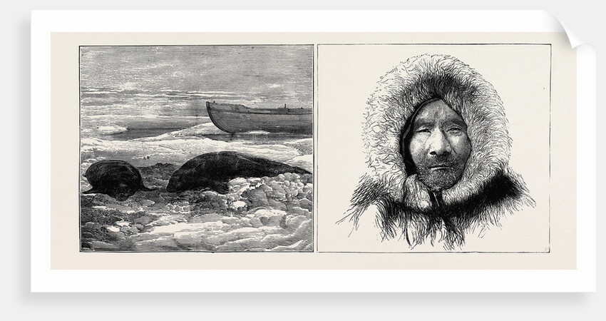 The Austrian Polar Expedition: Dead Seals on the Ice, A Samoiede Pilot by Anonymous