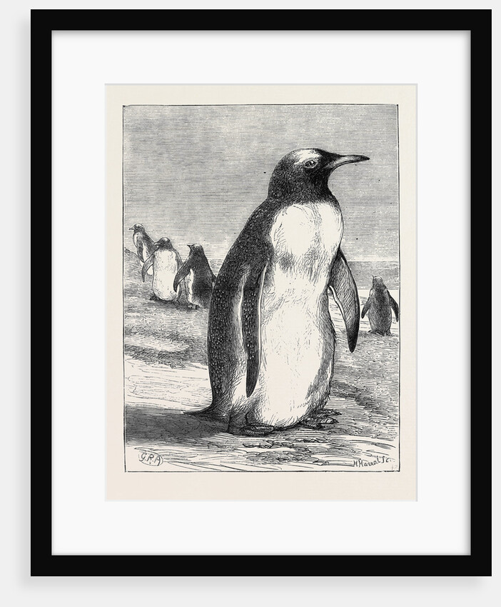 The Penguin from the Falkland Isles Recently Placed in the Zoological Gardens by Anonymous