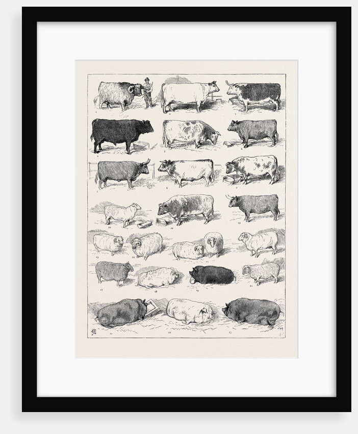 The Cattle Show at Islington, Some of the Prize Winners by Anonymous