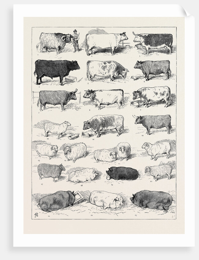 The Cattle Show at Islington, Some of the Prize Winners by Anonymous