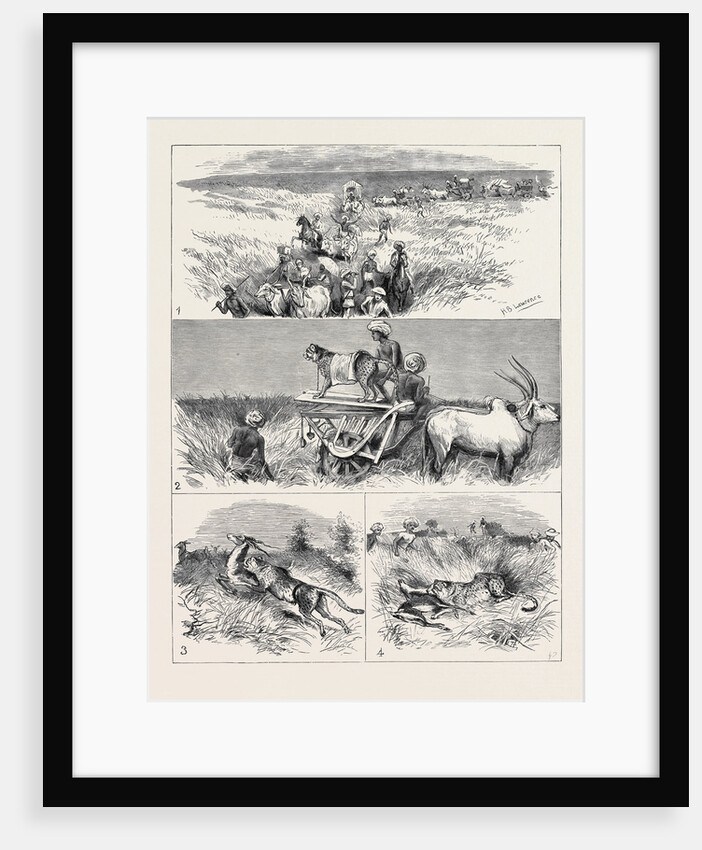 India, Hunting Black Buck with the Cheetah in Baroda by Anonymous
