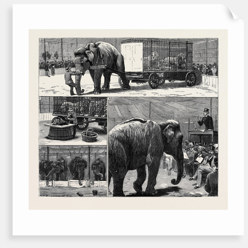 The Sale by Auction of Myers' Great American Circus and Hippodrome by Anonymous