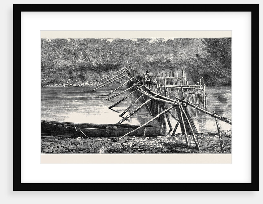 A Salmon Weir Near the Quamichan Indian Village on the Cowichan River, Vancouver Island, Canada by Anonymous