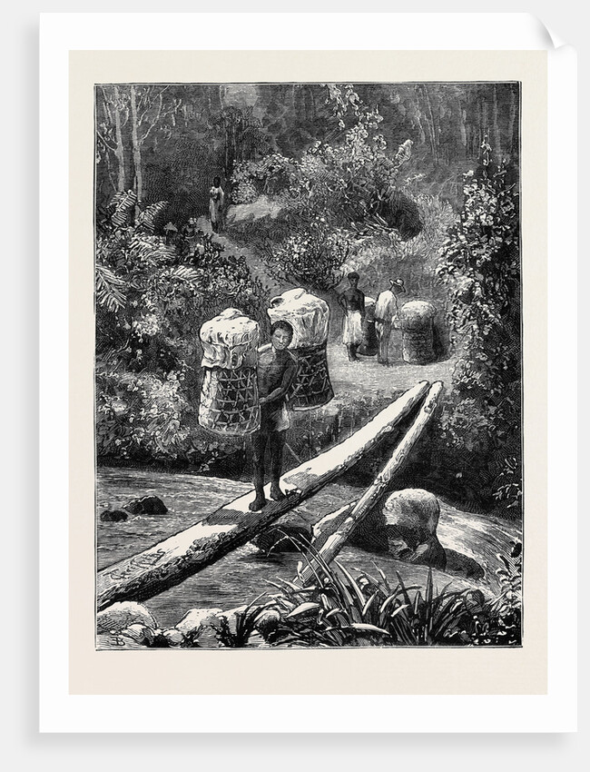 A Native Bridge, Madagascar by Anonymous