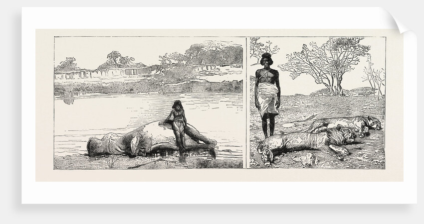 Sudan: Hippopotamus and Salee a Lion and Lioness by Anonymous