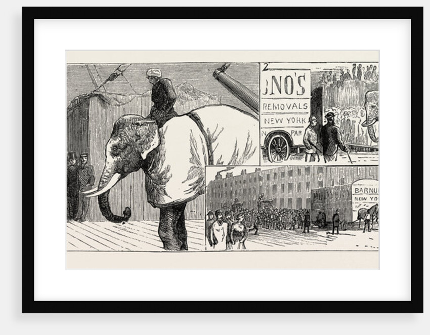 Mr. Barnum's White Burmese Elephant Toung Taloung by Anonymous