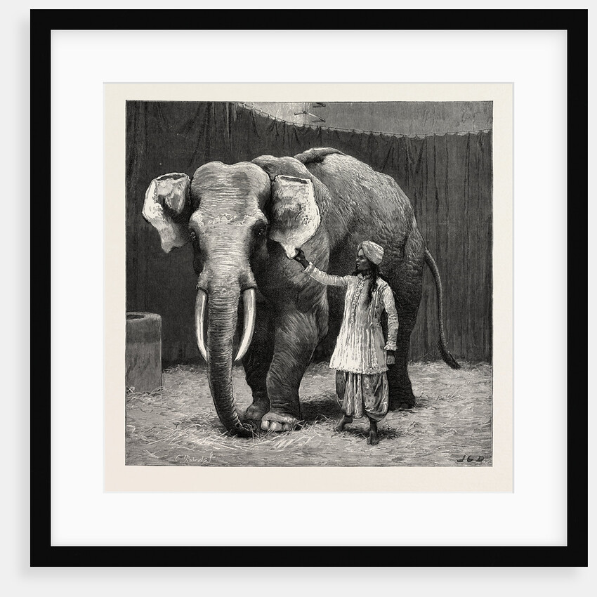 Mr. Barnum's White Burmese Elephant Toung Taloung: The Elephant with His Burmese Attendant in Jumbo's House at the Zoological Gardens by Anonymous