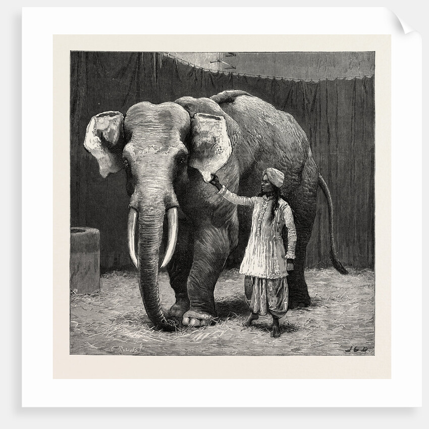 Mr. Barnum's White Burmese Elephant Toung Taloung: The Elephant with His Burmese Attendant in Jumbo's House at the Zoological Gardens by Anonymous