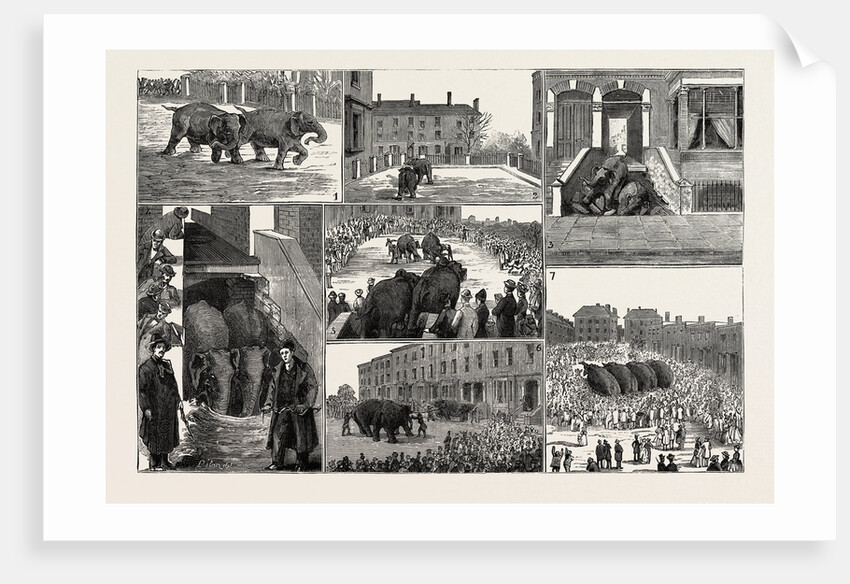 The Strange Adventures of Two Runaway Elephants in Kentish Town London by Anonymous