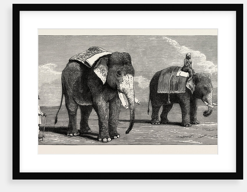 The Great Elephant Controversy an Elephant Belonging to the Rajah of Puttiala Precisely Similar to Mr. Barnum's Elephant at the Zoological Gardens by Anonymous