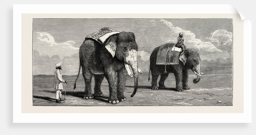 The Great Elephant Controversy an Elephant Belonging to the Rajah of Puttiala Precisely Similar to Mr. Barnum's Elephant at the Zoological Gardens by Anonymous