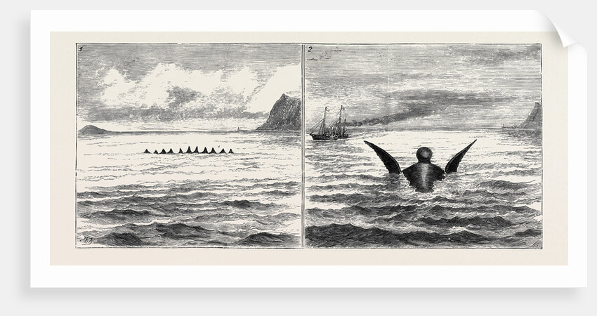 The Sea Serpent in the Mediterranean, a Sketch from H.M. Yacht Osborne Off the North Coast of Sicily on the Second of June by Anonymous
