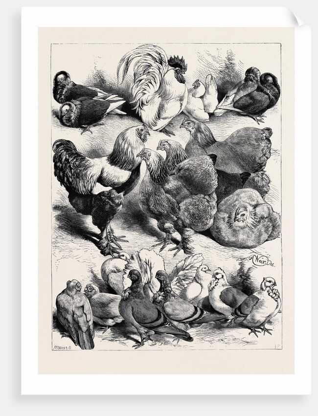 Prize Birds, Crystal Palace Poultry Show, 1870 by Anonymous