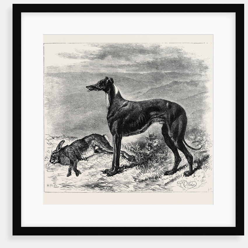 Coursing: Master M'Grath, 1870 by Anonymous