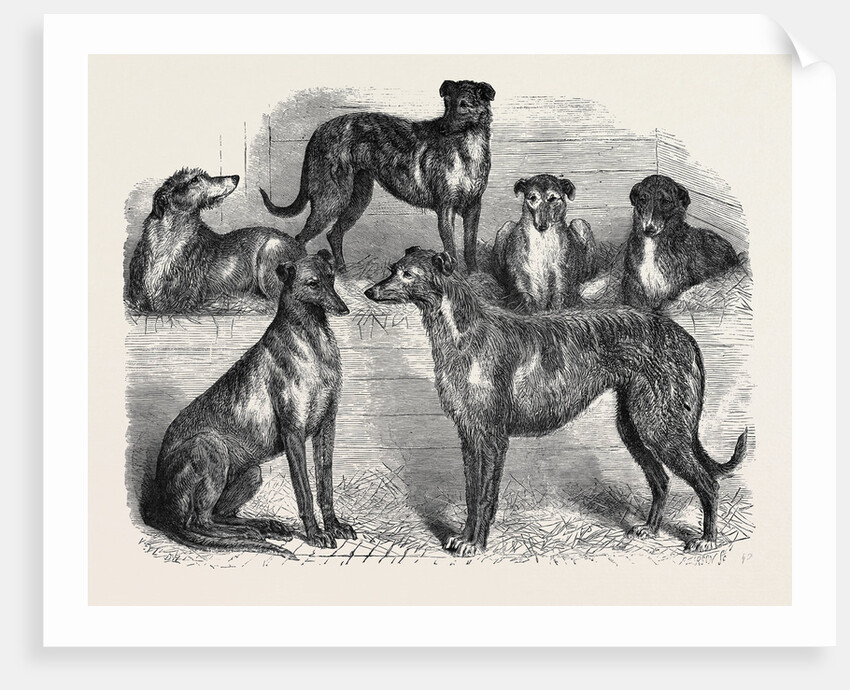 Deerhounds from Windsor Great Park, 1870 by Anonymous