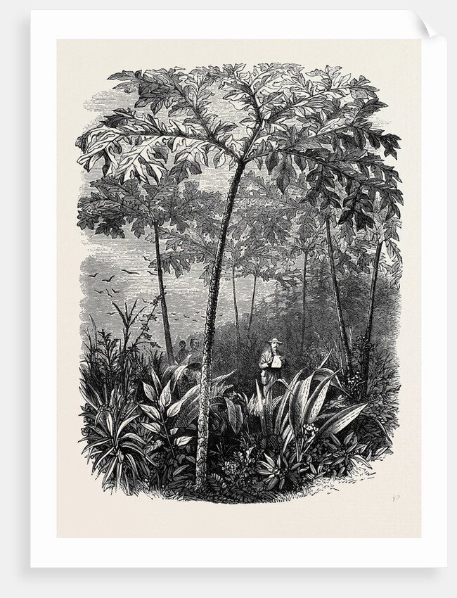 The Godwinia Gigas, 1870 by Anonymous