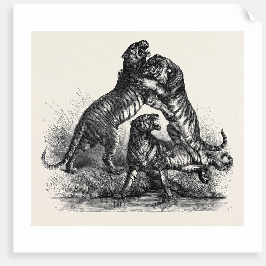 Group of Tigers Fighting, 1870 by Anonymous