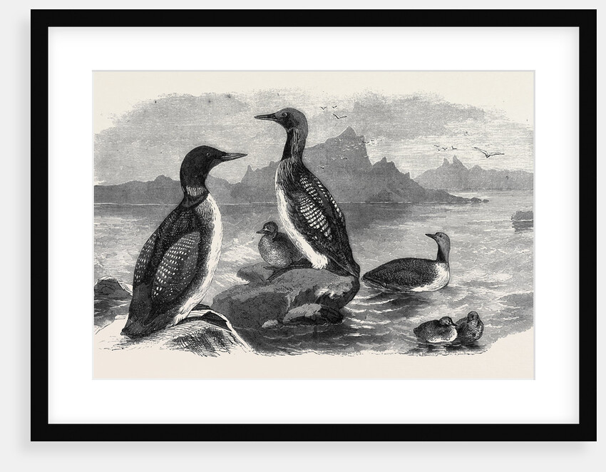 Divers, 1870 by Anonymous