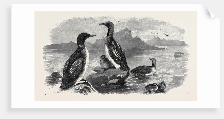 Divers, 1870 by Anonymous