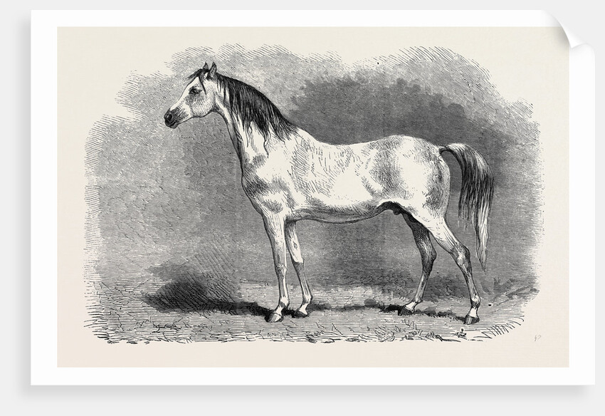 Mr. W.H. Peek's Arab Selim at the Metropolitan Horse Show, 1870 by Anonymous