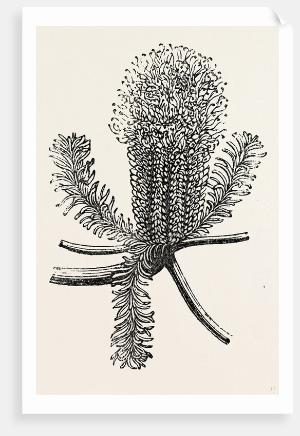 Banksia Ericifolia by Anonymous