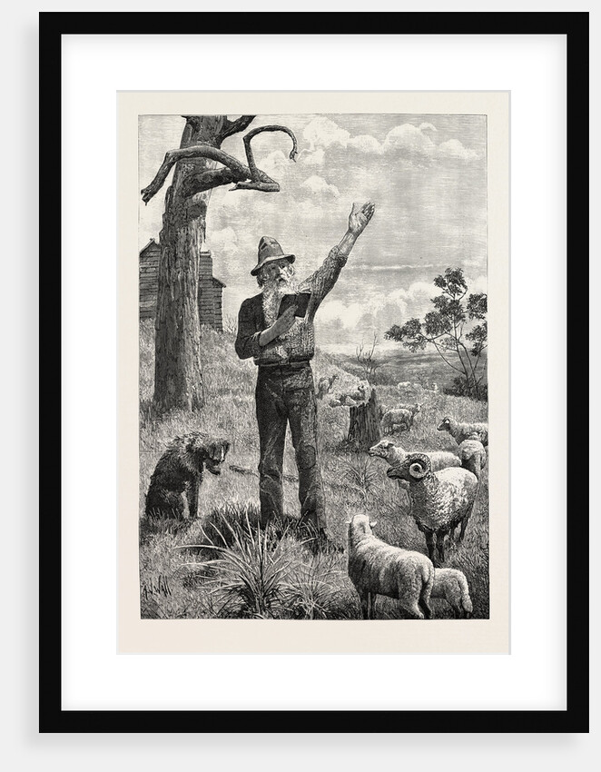 I Am Shepherd to Another Man. As You Like It. Shakspeare on an Australian Sheep-Run by Anonymous