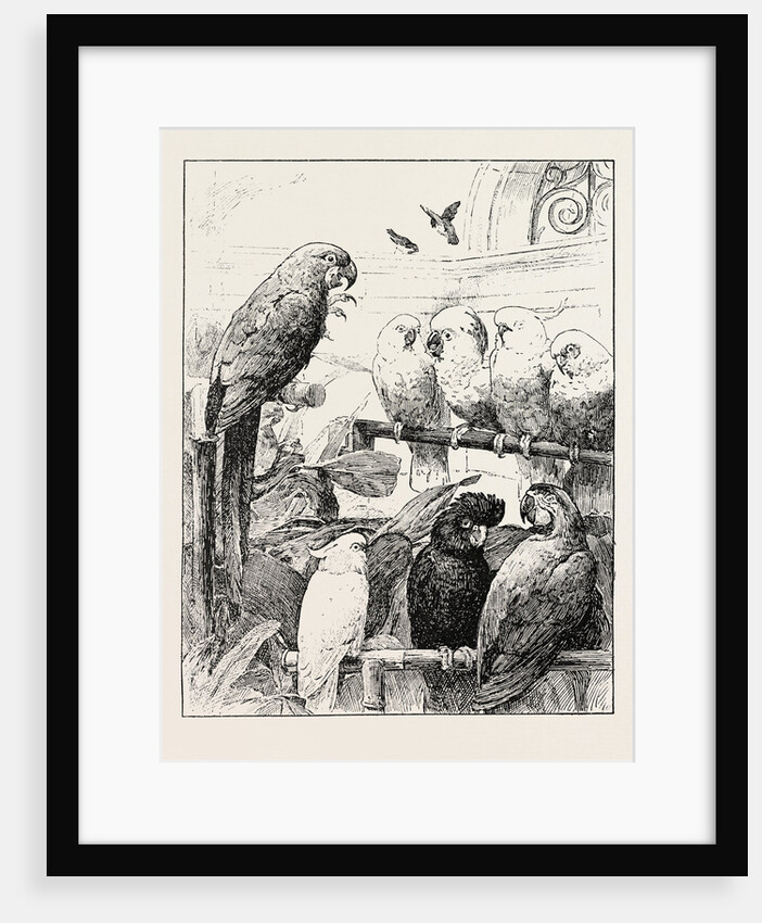 Mr. Stacy Marks's a Select Committee is Unintentionally a Satire Upon the Proceedings of Many Public Bodies in which Cockatoos and Macaws Sustain Prolonged Debates to Their Own Satisfaction But with Little Profit to the Bystanders. by Anonymous