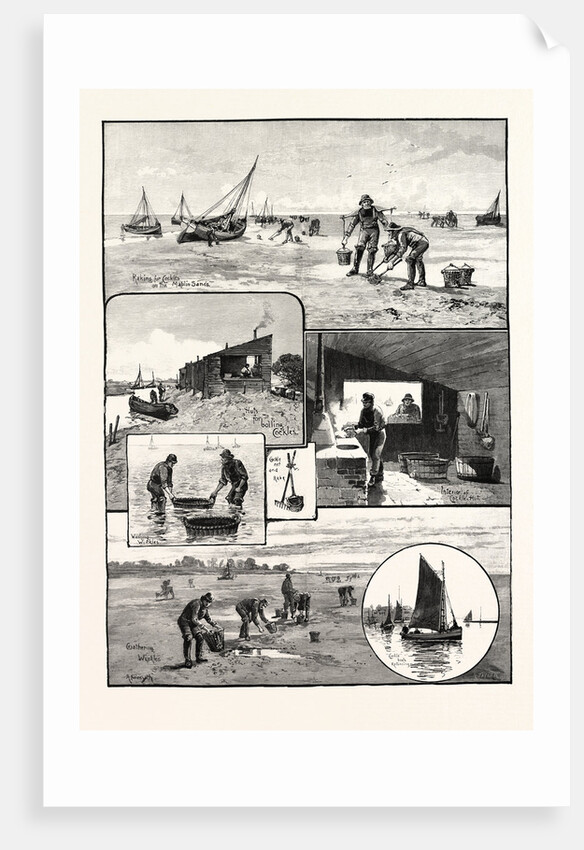 Gathering Cockles and Winkles on the Essex Coast UK by Anonymous