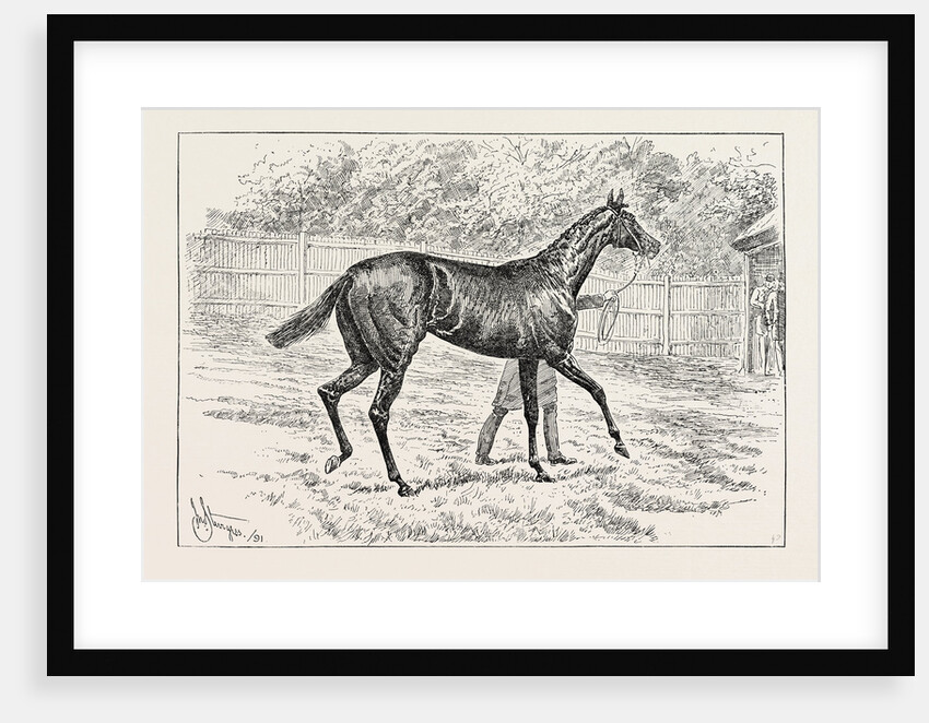 Common Winner of the Derby. by Anonymous