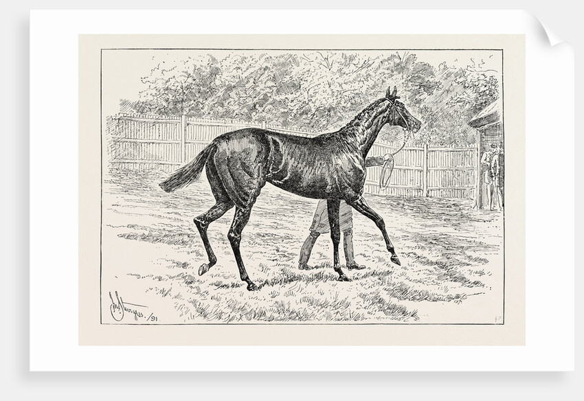 Common Winner of the Derby. by Anonymous