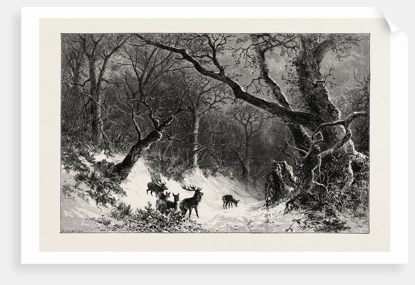 A Scandinavian Forest in Winter by Anonymous