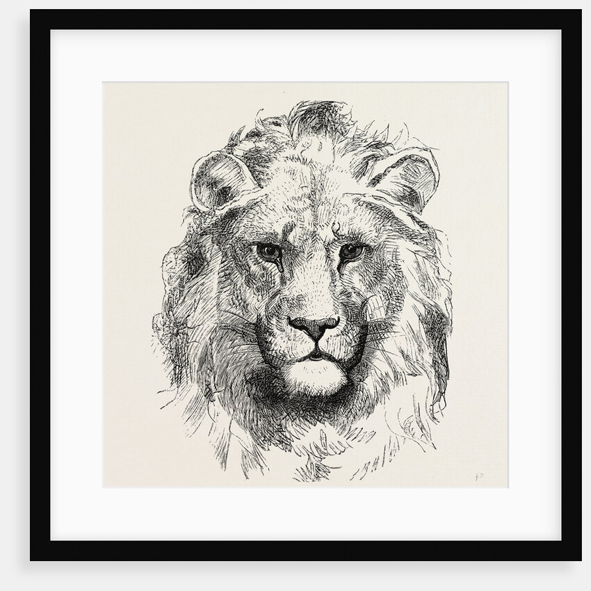 A Modern Lion by Anonymous