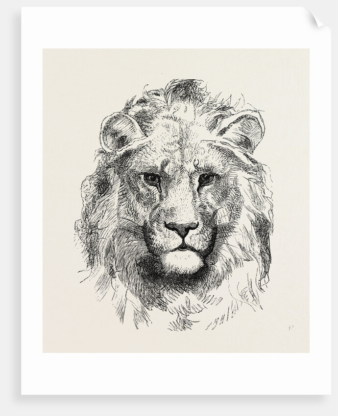 A Modern Lion by Anonymous
