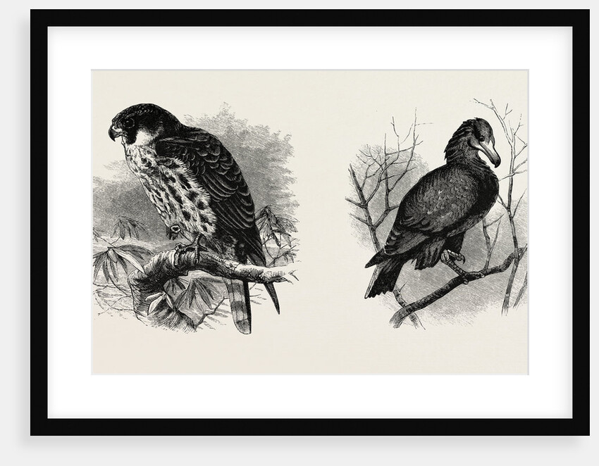 A Hawk from Nature and a Hawk from the National Gallery by Anonymous