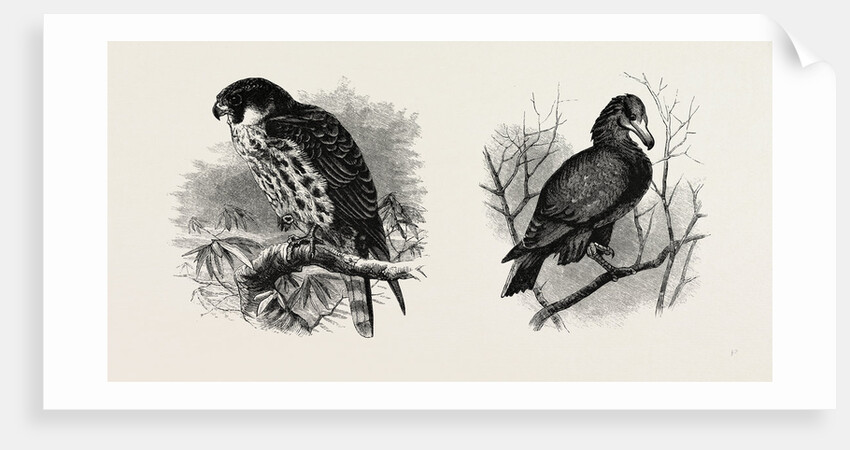 A Hawk from Nature and a Hawk from the National Gallery by Anonymous