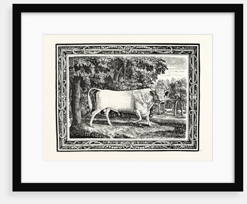 The Chillingham Bull, First State by Anonymous